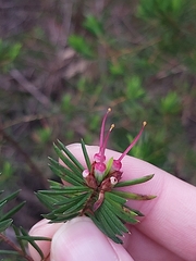 Darwinia procera