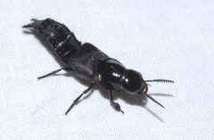 Quedius dilatatus