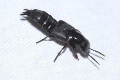 Quedius dilatatus