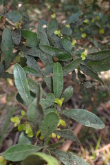 Dodonaea viscosa spatulata