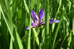 Iris graminea