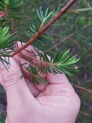 Darwinia procera