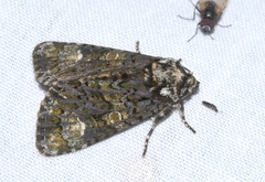 Craniophora ligustri