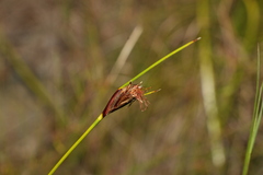 Ptilothrix deusta