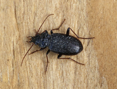 Nebria brevicollis