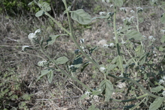 Heliotropium europaeum