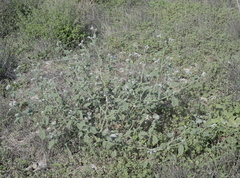 Heliotropium europaeum