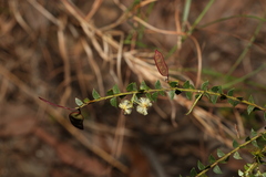 Acacia hubbardiana