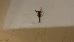 Serradigitus gertschi