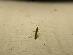 Trigonotylus