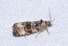 Endothenia marginana