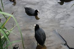 Fulica atra atra