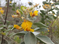 Stirtonanthus taylorianus