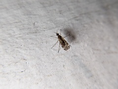 Sylvicola alternatus