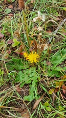 Taraxacum serotinum