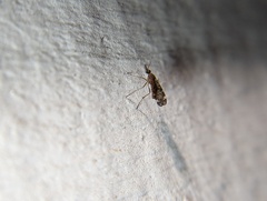 Sylvicola alternatus