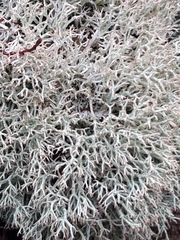 Cladonia rangiformis