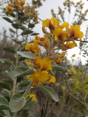 Stirtonanthus taylorianus