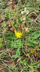 Taraxacum serotinum