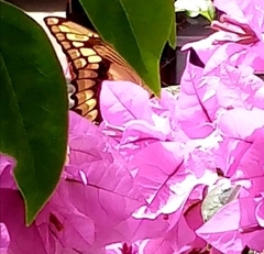 Heraclides thoas autocles