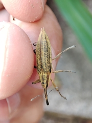 Lixus iridis