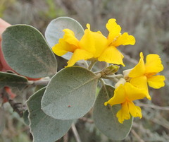 Stirtonanthus taylorianus