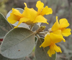 Stirtonanthus taylorianus
