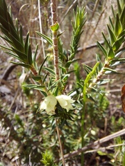 Melichrus urceolatus
