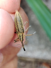 Lixus iridis
