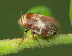 Clastoptera obtusa