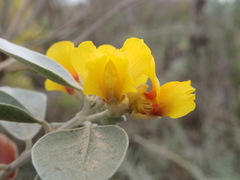 Stirtonanthus taylorianus