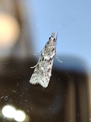 Eudonia angustea