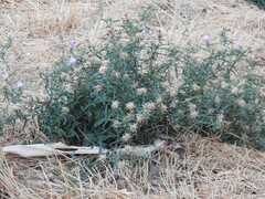 Centaurea × pouzinii