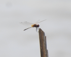 Trithemis pallidinervis