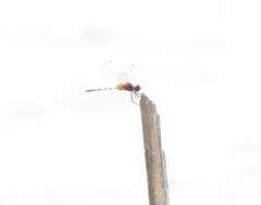 Trithemis pallidinervis