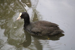 Fulica atra atra