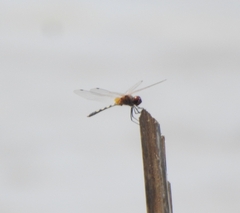 Trithemis pallidinervis