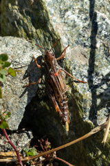 Gomphocerus sibiricus