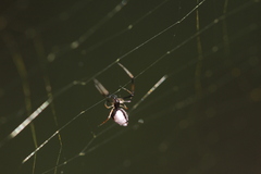 Argyrodes