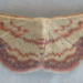 Scopula caesaria - Photo no rights reserved, uploaded by Botswanabugs