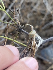 Acrosternum rubescens