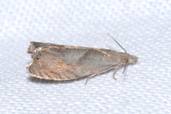 Dichrorampha simpliciana