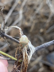 Acrosternum rubescens