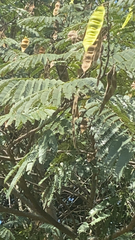 Albizia julibrissin