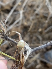 Acrosternum rubescens