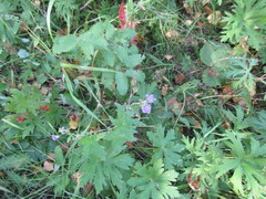 Geranium pseudosibiricum