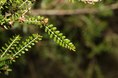 Triplarina volcanica