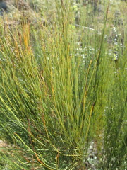 Elegia capensis