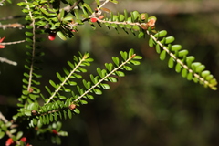 Triplarina volcanica