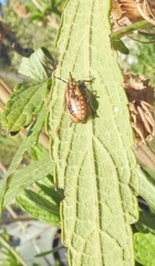 Agonoscelis versicoloratus